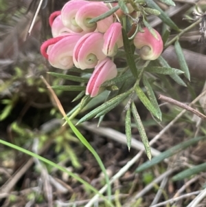 Grevillea sp. at Dalton, NSW - 27 Aug 2023