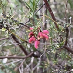 Grevillea sp. at Dalton, NSW - 27 Aug 2023