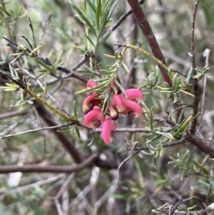 Grevillea sp. at Dalton, NSW - 27 Aug 2023