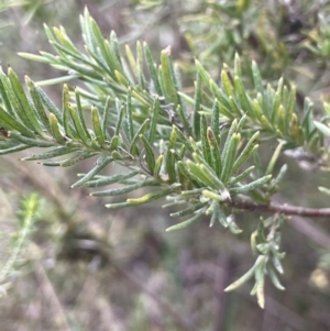 Grevillea sp. at Dalton, NSW - 27 Aug 2023