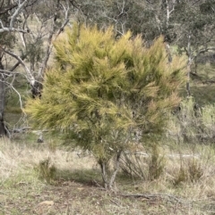 Exocarpos strictus (Dwarf Cherry) at Dalton, NSW - 27 Aug 2023 by JaneR