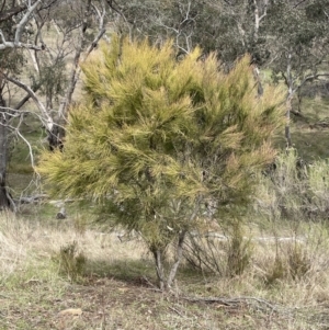 Exocarpos strictus at Dalton, NSW - 27 Aug 2023