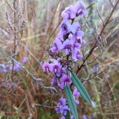 Hovea heterophylla (Common Hovea) at Mulligans Flat - 27 Aug 2023 by JasoL