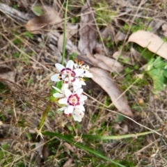 Wurmbea dioica subsp. dioica (Early Nancy) at Mulligans Flat - 27 Aug 2023 by JasoL