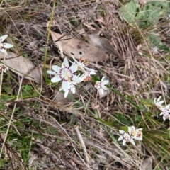 Wurmbea dioica subsp. dioica at Gungahlin, ACT - 27 Aug 2023