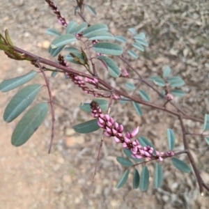 Indigofera australis subsp. australis at Sutton, NSW - 27 Aug 2023