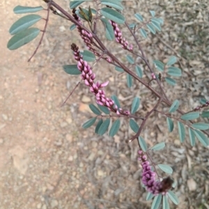 Indigofera australis subsp. australis at Sutton, NSW - 27 Aug 2023