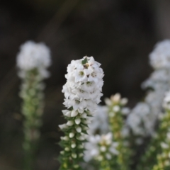 Epacris breviflora (Drumstick Heath) at Tidbinbilla Nature Reserve - 26 Aug 2023 by RAllen