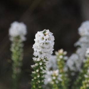 Epacris breviflora at Paddys River, ACT - 26 Aug 2023