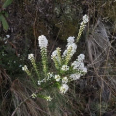 Epacris breviflora at Paddys River, ACT - 26 Aug 2023