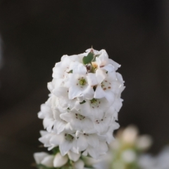 Epacris breviflora at Paddys River, ACT - 26 Aug 2023