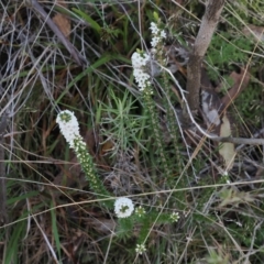 Epacris breviflora at Paddys River, ACT - 26 Aug 2023