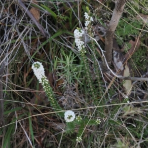 Epacris breviflora at Paddys River, ACT - 26 Aug 2023