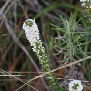 Epacris breviflora at Paddys River, ACT - 26 Aug 2023