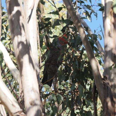 Callocephalon fimbriatum (Gang-gang Cockatoo) at Gibraltar Pines - 26 Aug 2023 by RAllen