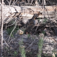 Cinclosoma punctatum (Spotted Quail-thrush) at Gibraltar Pines - 26 Aug 2023 by RAllen