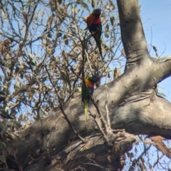 Trichoglossus moluccanus (Rainbow Lorikeet) at Charles Sturt University - 26 Aug 2023 by Darcy