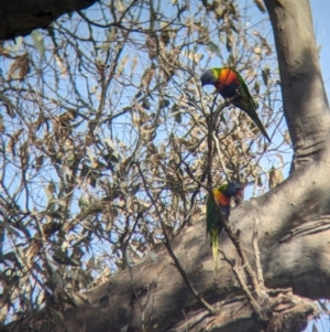 Trichoglossus moluccanus at Thurgoona, NSW - 26 Aug 2023