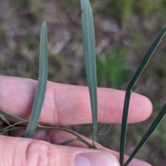 Acacia fimbriata (Fringed Wattle) at Charles Sturt University - 26 Aug 2023 by Darcy