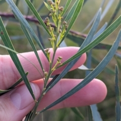 Acacia fimbriata at Thurgoona, NSW - 26 Aug 2023 03:10 PM