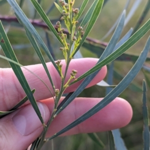 Acacia fimbriata at Thurgoona, NSW - 26 Aug 2023 03:10 PM