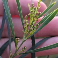 Acacia fimbriata at Thurgoona, NSW - 26 Aug 2023