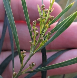 Acacia fimbriata at Thurgoona, NSW - 26 Aug 2023