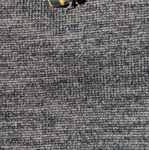 Eurymelinae (subfamily) at Thurgoona, NSW - 26 Aug 2023 03:22 PM