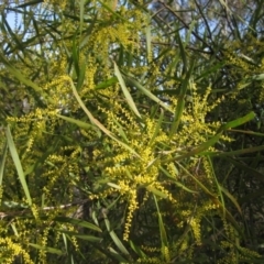 Acacia floribunda (White Sally Wattle, Gossamer Wattle) at Latham, ACT - 25 Aug 2023 by pinnaCLE