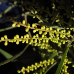 Acacia floribunda at Latham, ACT - 25 Aug 2023