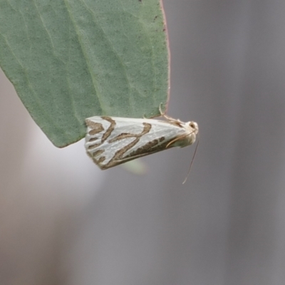 Thalaina inscripta (Mitre Satin Moth) at Namadgi National Park - 24 Mar 2023 by RAllen