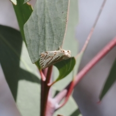 Thalaina inscripta at Rendezvous Creek, ACT - 24 Mar 2023