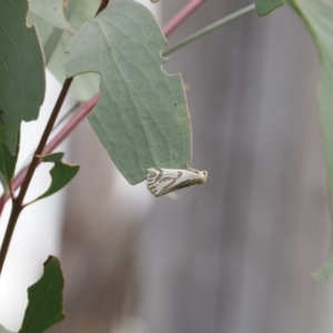 Thalaina inscripta at Rendezvous Creek, ACT - 24 Mar 2023