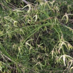 Clematis leptophylla (Small-leaf Clematis, Old Man's Beard) at Umbagong District Park - 25 Aug 2023 by pinnaCLE