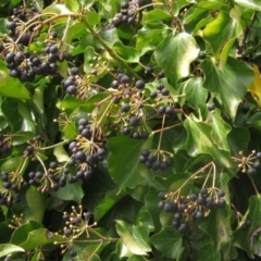 Hedera sp. (helix or hibernica) (Ivy) at Umbagong District Park - 21 Aug 2023 by pinnaCLE