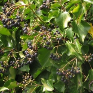 Hedera sp. (helix or hibernica) at Umbagong District Park - 21 Aug 2023 12:14 PM