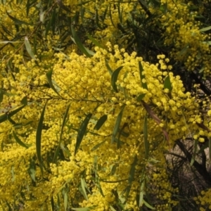 Acacia rubida at Macgregor, ACT - 21 Aug 2023 12:20 PM