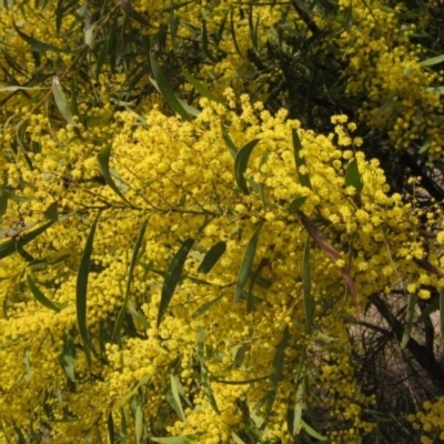 Acacia rubida (Red-stemmed Wattle, Red-leaved Wattle) at Macgregor, ACT - 21 Aug 2023 by pinnaCLE