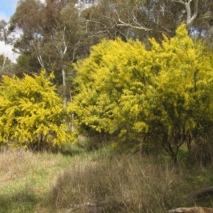 Acacia rubida at Macgregor, ACT - 21 Aug 2023 12:20 PM