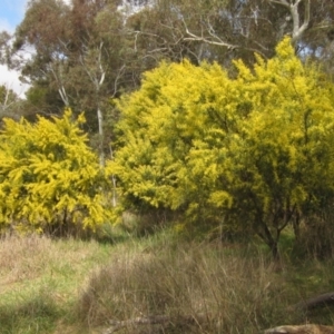 Acacia rubida at Macgregor, ACT - 21 Aug 2023
