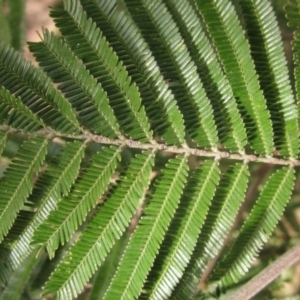 Acacia mearnsii at Macgregor, ACT - 21 Aug 2023 12:29 PM