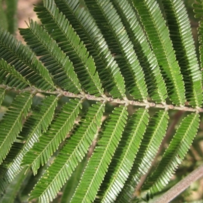 Acacia mearnsii (Black Wattle) at KIP001: Kippax Ck, Holt - 21 Aug 2023 by pinnaCLE