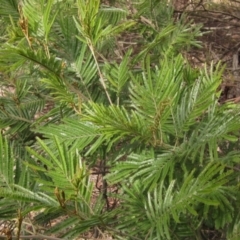 Acacia mearnsii at Macgregor, ACT - 21 Aug 2023