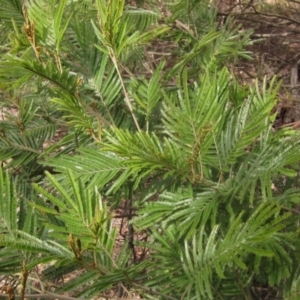 Acacia mearnsii at Macgregor, ACT - 21 Aug 2023