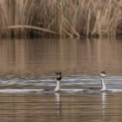 Podiceps cristatus (Great Crested Grebe) at Lake Burley Griffin West - 28 Aug 2023 by Bigfish69