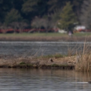 Podiceps cristatus at Acton, ACT - 28 Aug 2023