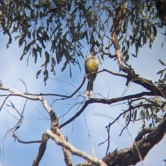 Anthochaera carunculata (Red Wattlebird) at Chiltern-Mt Pilot National Park - 27 Aug 2023 by Darcy