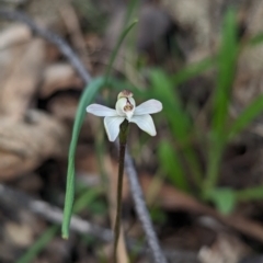 Caladenia fuscata (Dusky Fingers) at Chiltern, VIC - 27 Aug 2023 by Darcy