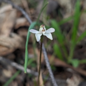 Caladenia fuscata at Chiltern, VIC - 27 Aug 2023