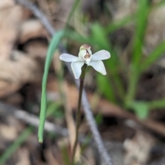 Caladenia fuscata at Chiltern, VIC - 27 Aug 2023